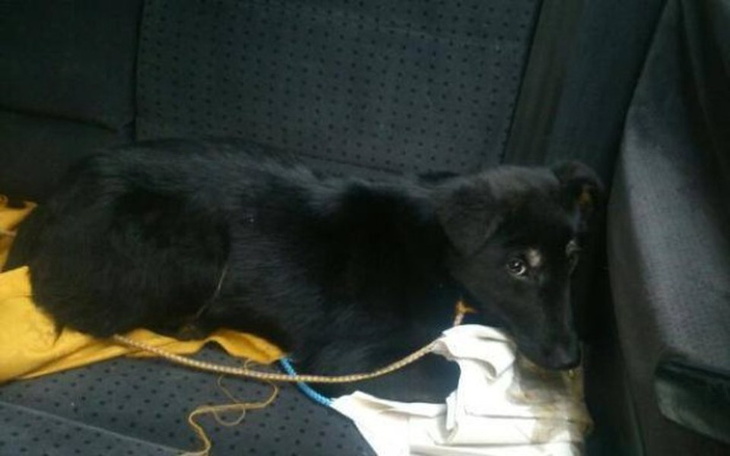 Czarny szczeniak w samochodzie, wyglądający na niepewnego.