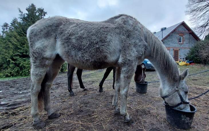 Zbiórka Jedzenie i leki dla zwierząt - zdjęcie główne