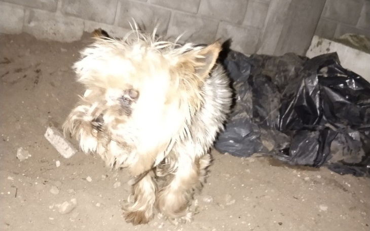 Zbiórka York wyrzucony na śmietnik - zdjęcie główne