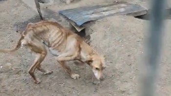 Zbiórka Chodzący szkielet psa - miniaturka zdjęcia