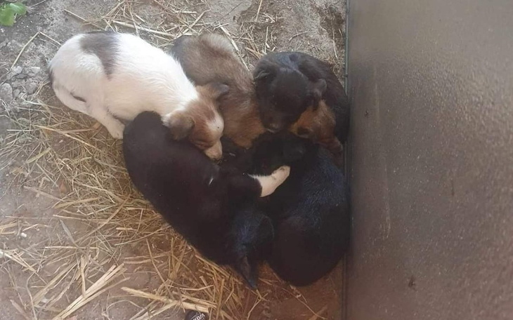 Zbiórka Szczeniaki nas potrzebują - zdjęcie główne