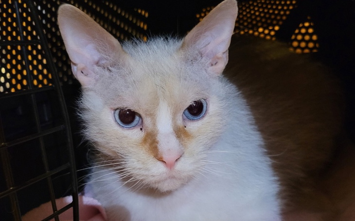 Kot o niebieskich oczach, patrzący w obiektyw.