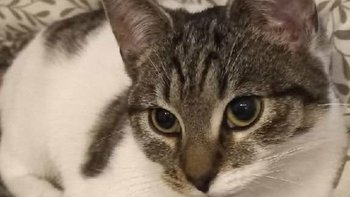 Zbiórka Roma nie chce wracać na ulice - miniaturka zdjęcia