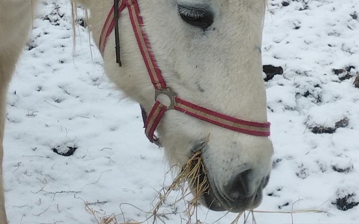 Koń jedzący siano na śniegu, z widoczną uprzężą.