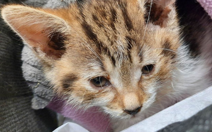 Zbiórka Szczepienie to podstawa Ratunku - zdjęcie główne