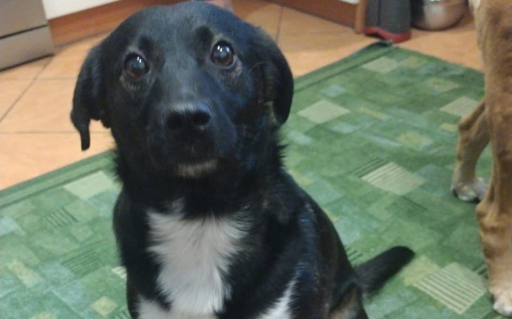 Zbiórka Zbieramy na behawiorystę - zdjęcie główne