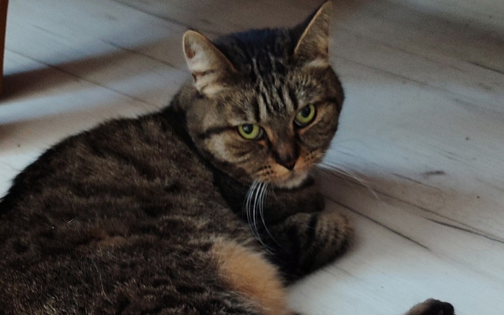 Zbiórka Leczenie Małego Przyjaciela - zdjęcie główne