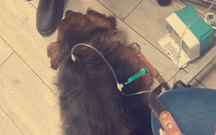 Zbiórka Zbiórka na operację i leczenie Z - zdjęcie główne