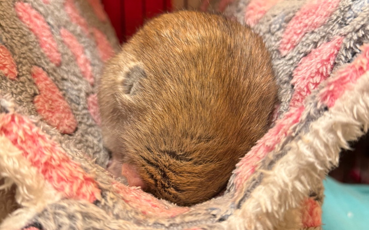 Mały gryzoni w kocyku, śpi w bezpiecznym miejscu.