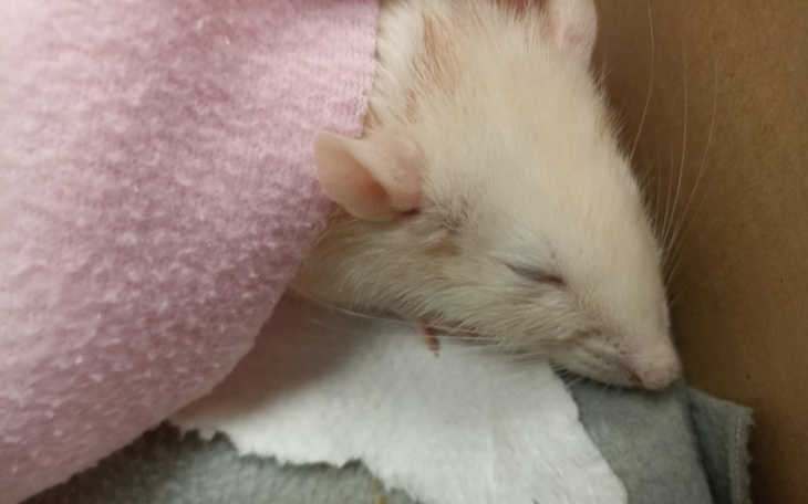 Zbiórka Leczenie Cracki - zdjęcie główne