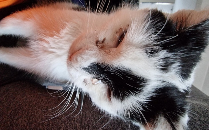 Zbiórka Junior z FiP potrzebne lekarstwo - zdjęcie główne