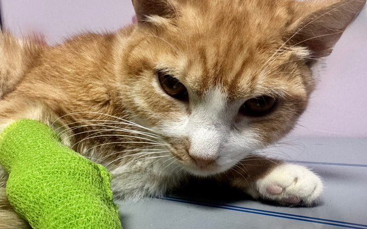 Rudy kot z opatrunkiem na łapie, leży na stole.