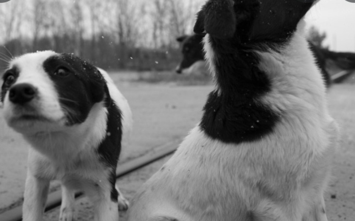 Zbiórka Dla zwierzaków z Ukrainy - zdjęcie główne