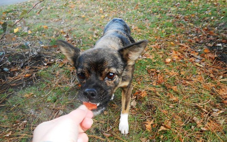 Zbiórka Terka - zdjęcie główne