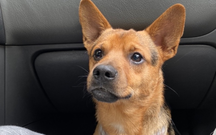 Zbiórka Leczenie Spikea - zdjęcie główne