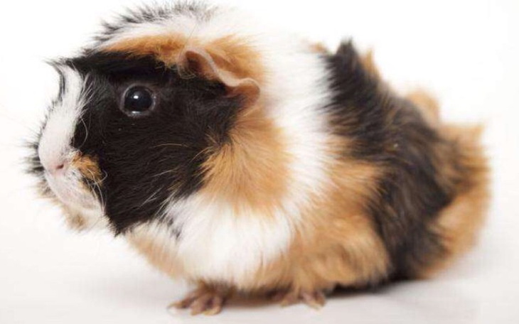 Zbiórka Zbieram za świnkę morską - zdjęcie główne