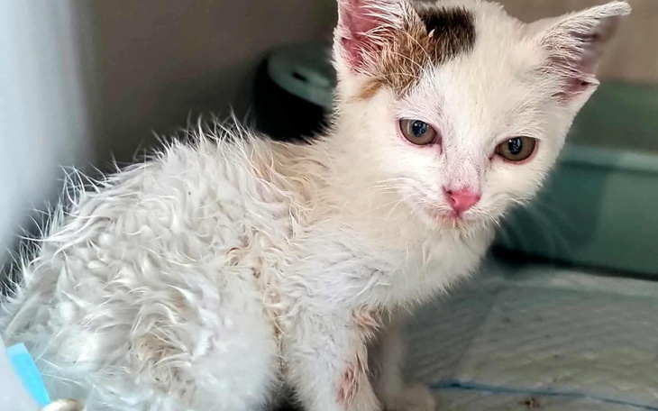 Mały, mokry kotek z białym futrem i brązową łatą.