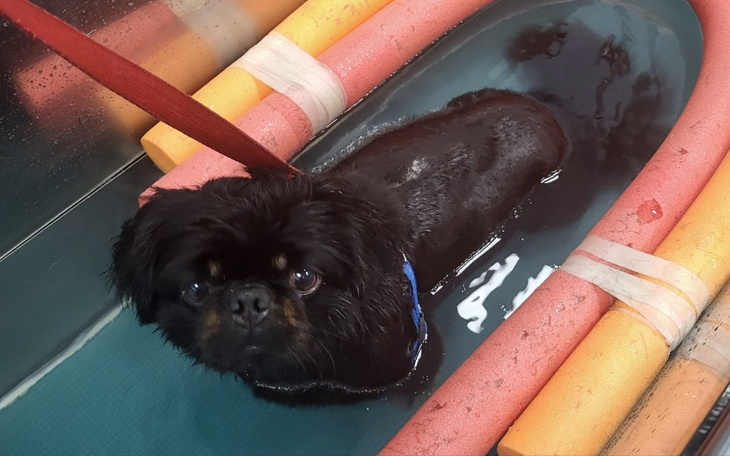 Pies w kąpieli, otoczony kolorowymi rurkami.