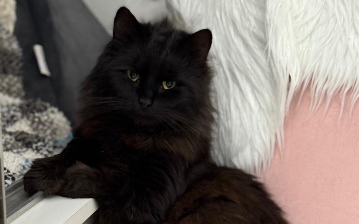 Czarny kot odpoczywający na kanapie, zrelaksowany.