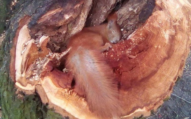 Zbiórka Nowy domek dla wiewiórki - zdjęcie główne