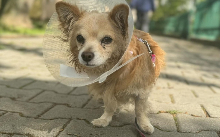 Zbiórka Maleńki Felek prosi o pomoc - zdjęcie główne