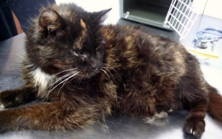 Chory kot leżący na stole w klinice weterynaryjnej.