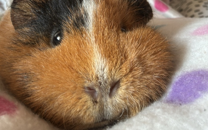 Świnka morska leżąca na kocyku, z bliska.