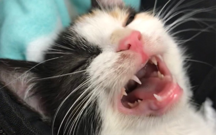 Zbiórka MRI dla Luny Celinki - zdjęcie główne