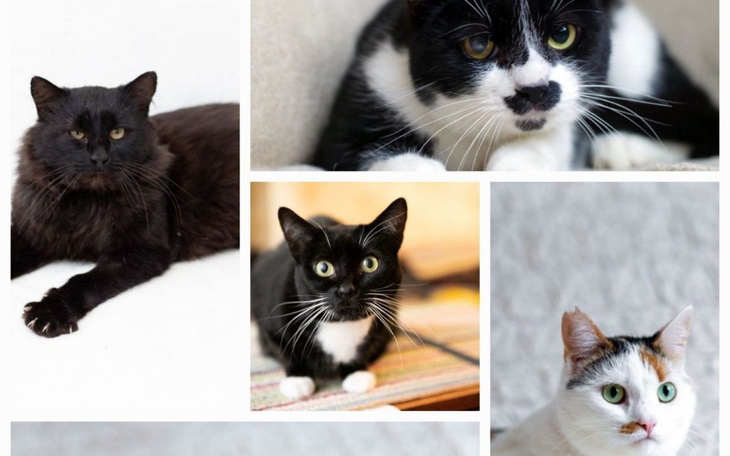 Kolaż zdjęć różnych kotów, każdy z unikalnym wyglądem.