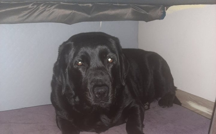 Zbiórka zabieg rufi - zdjęcie główne