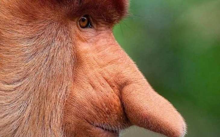 Zbiórka Pomagamy Nosaczom Sundajskim - zdjęcie główne