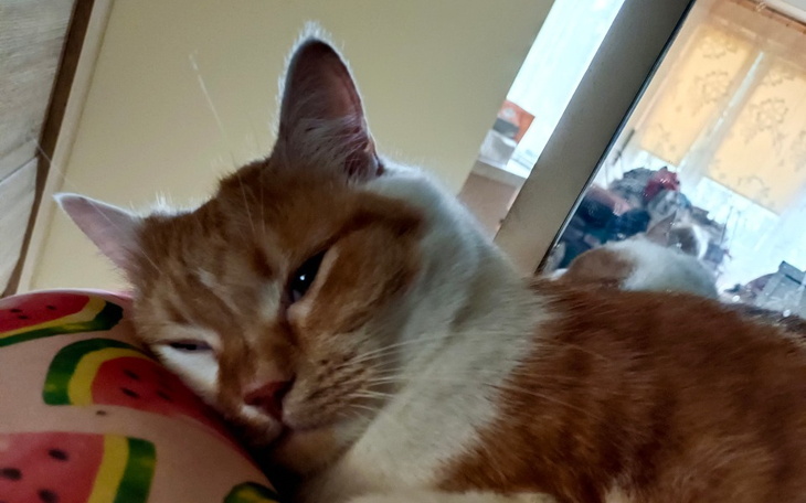 Zbiórka Leczenie kota.. - zdjęcie główne