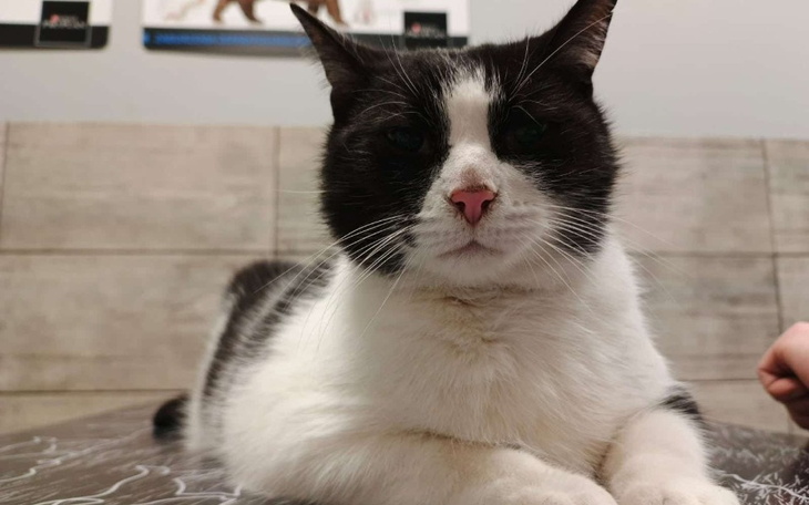 Biało-czarny kot leżący na stole, z wyrazem spokoju.