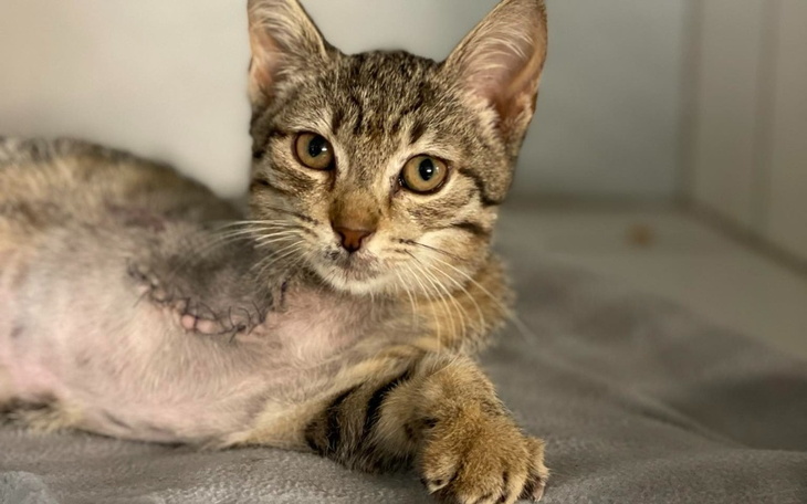 Kotek leżący na podłożu, z widoczną raną na brzuchu.