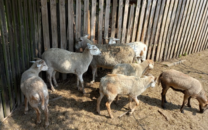 Grupa owiec w zagrodzie, w naturalnym otoczeniu.