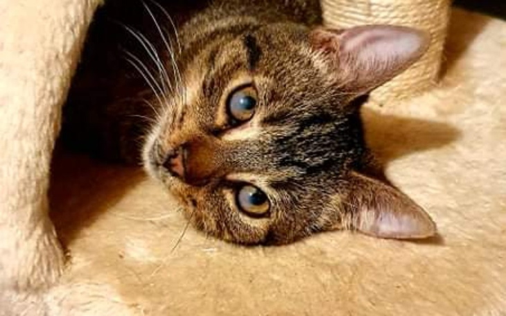 Zbiórka Dla kotów które mają szansę żyć - zdjęcie główne