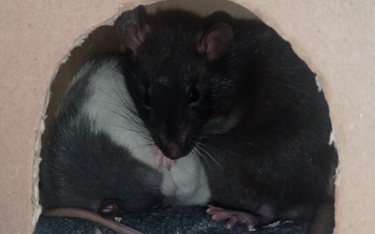 Zbiórka Na ratowanie życia pupilom - zdjęcie główne