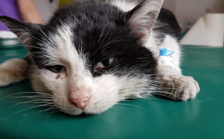 Zbiórka Nerkowy,który ledwo przeżył - zdjęcie główne