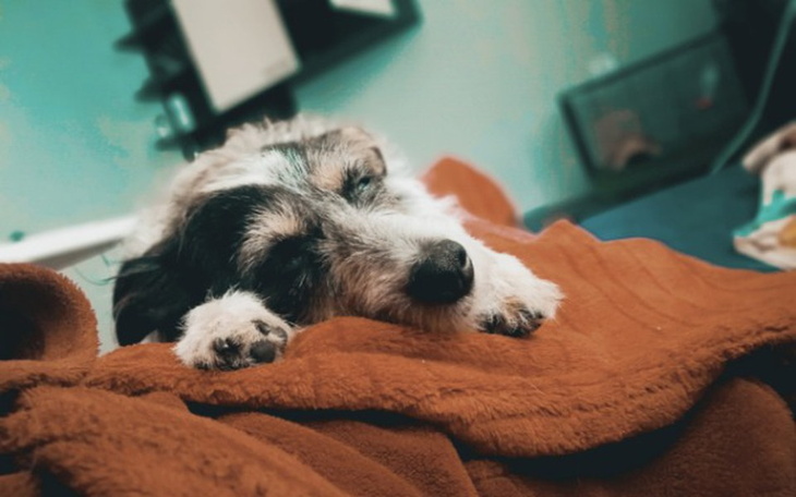 Zbiórka Lęk separacyjny u psa - zdjęcie główne