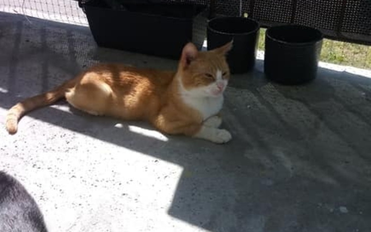 Zbiórka Czyszczenie zębów dla Garfielda - zdjęcie główne