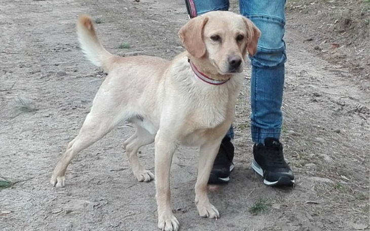 Zbiórka Pomoc dla Lolka - zdjęcie główne