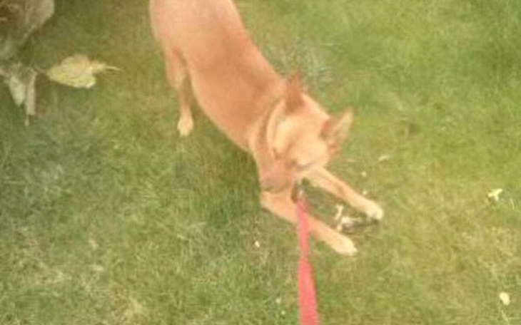 Zbiórka Dla suni Tosi😊 - zdjęcie główne