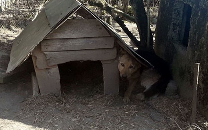 Zbiórka Pomoc dla starej Saby - zdjęcie główne