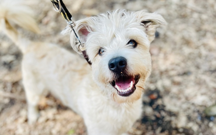 Zbiórka Na Azyl pod Psim Aniołem - zdjęcie główne