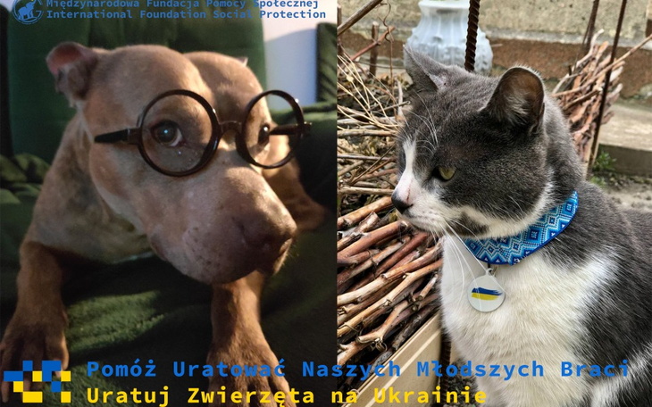 Zbiórka Uratujcie Zwierzęta na Ukrainie - zdjęcie główne