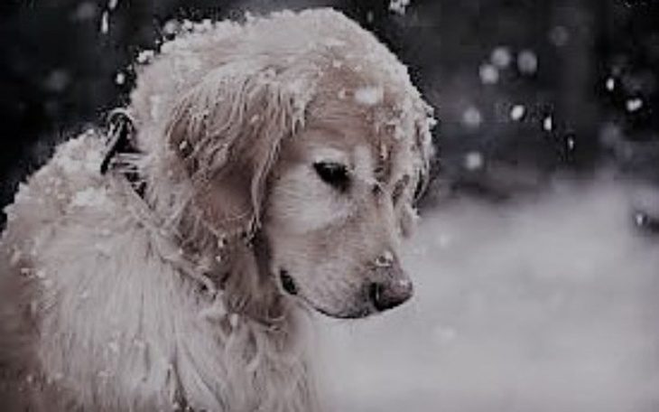 Zbiórka Pomóżmy psiakom przetrwać  zimę - zdjęcie główne