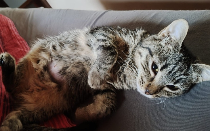 Kot leży na kanapie, pokazując brzuszek.
