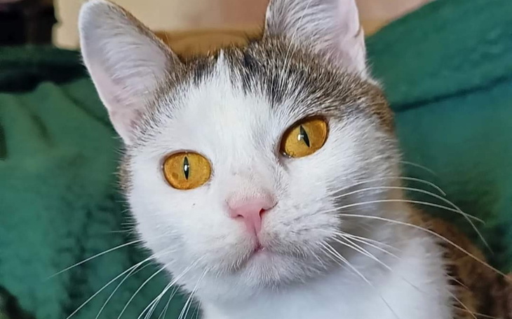 Kot z dużymi, pomarańczowymi oczami.