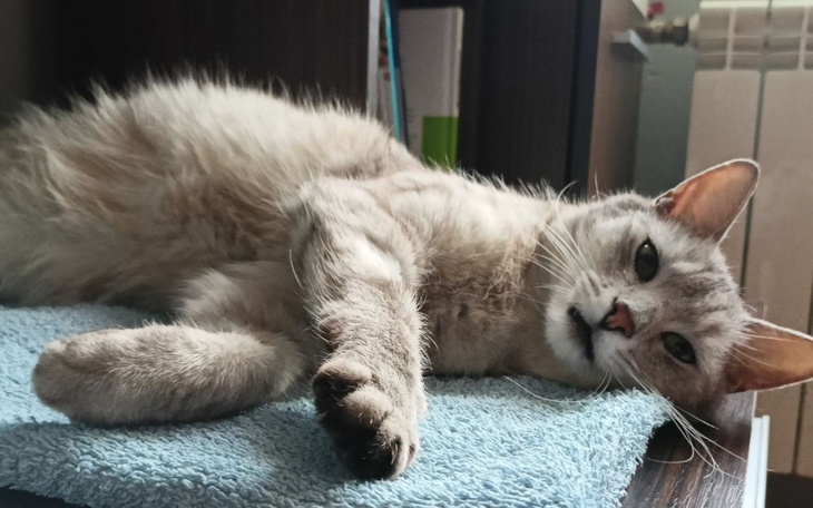 Zbiórka Farcik prosi o pomoc - zdjęcie główne