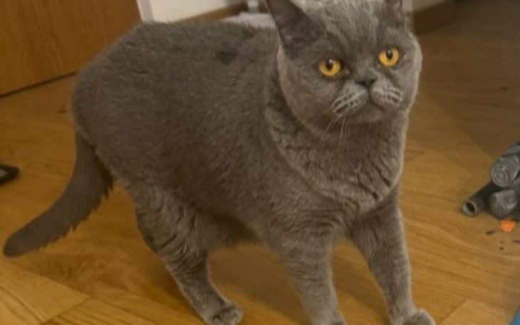 Zbiórka Pilna pomoc dla kota - zdjęcie główne